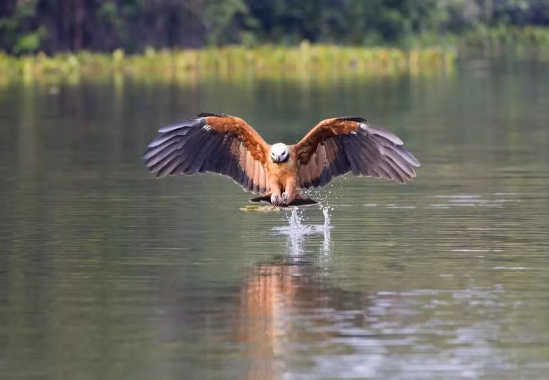 Diều hâu cổ đen bắt cá ở Mato Grosso, Brazil.