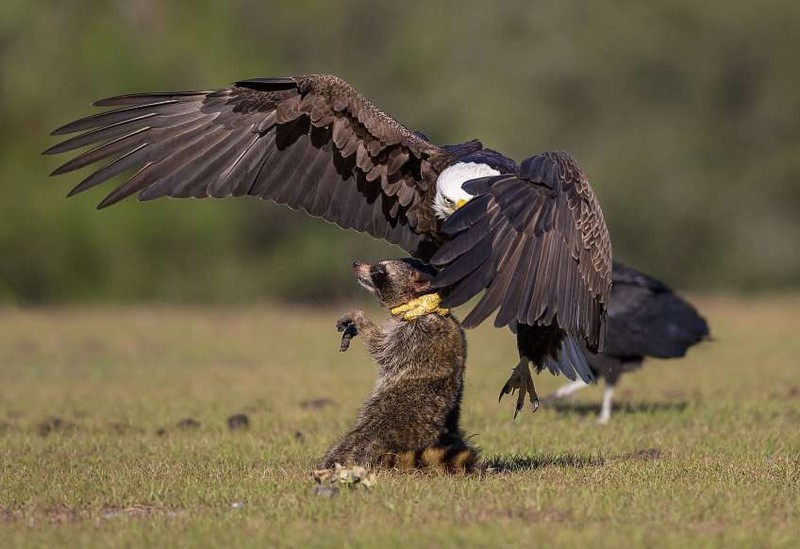 Đại bàng túm cổ một con gấu mèo ở Florida, Mỹ vô cùng đơn giản, rất nhanh chóng nó đã có một bữa ăn ra trò.