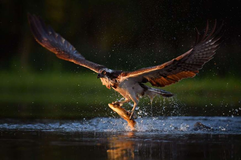 Khoảnh khắc ấn tượng khác của chim ưng biển ở Kincraig, Scotland khi đang bắt 2 chú cá hồi cầu vồng.