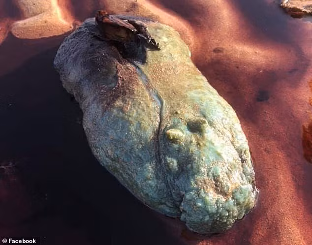 Dao bien gap thu ngo bau vat, khong ngo la sinh vat ron nguoi...