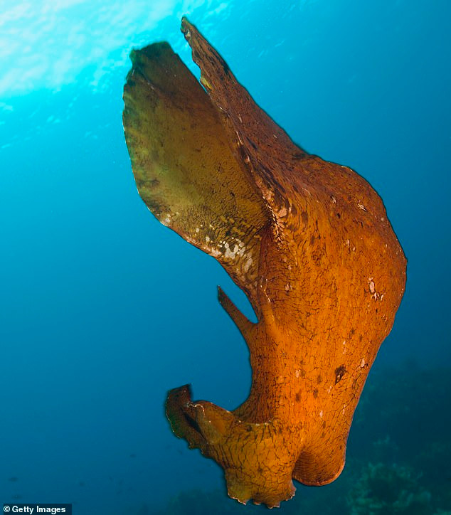 Dao bien gap thu ngo bau vat, khong ngo la sinh vat ron nguoi...-Hinh-2