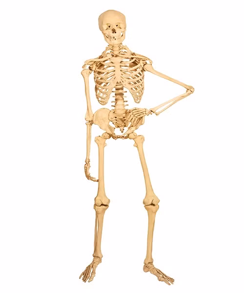 Hệ thống xương của một người lớn có tới 206 xương, 32 răng và một mạng lưới cơ để liên kết với nhau.