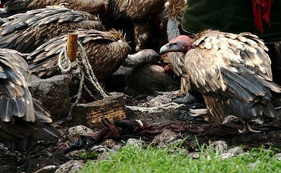 Trong khoảng 20 phút, đàn kền kền bay rợp ngọn núi đã xơi tái toàn bộ thi thể của người chết.