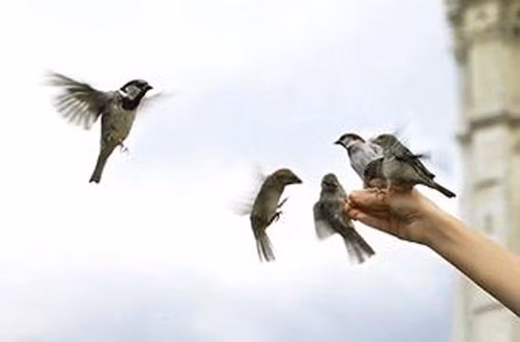 Ngoài ra, vào ngày Rằm tháng 7, các ngôi chùa thường có lễ phóng sinh như thả chim, thả cá...