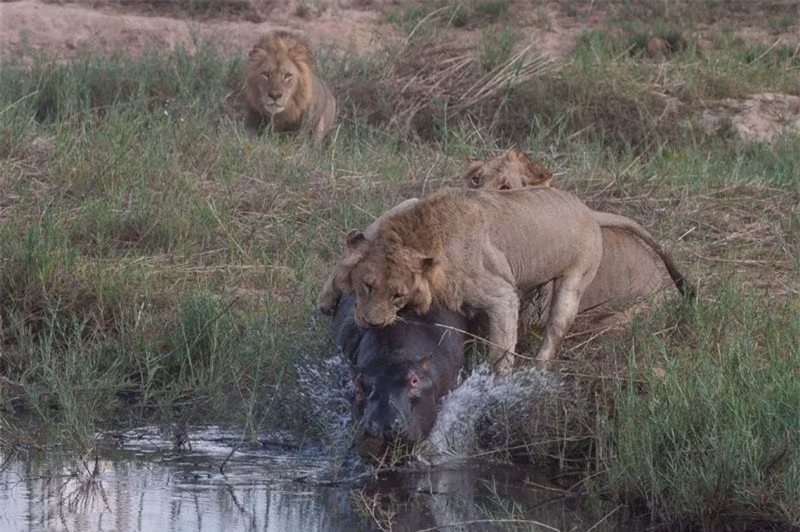 Ngay cả khi chú hà mã lao xuống nước để trốn chạy thì hai con sư tử vẫn quyết định không buông tha cho đối thủ.