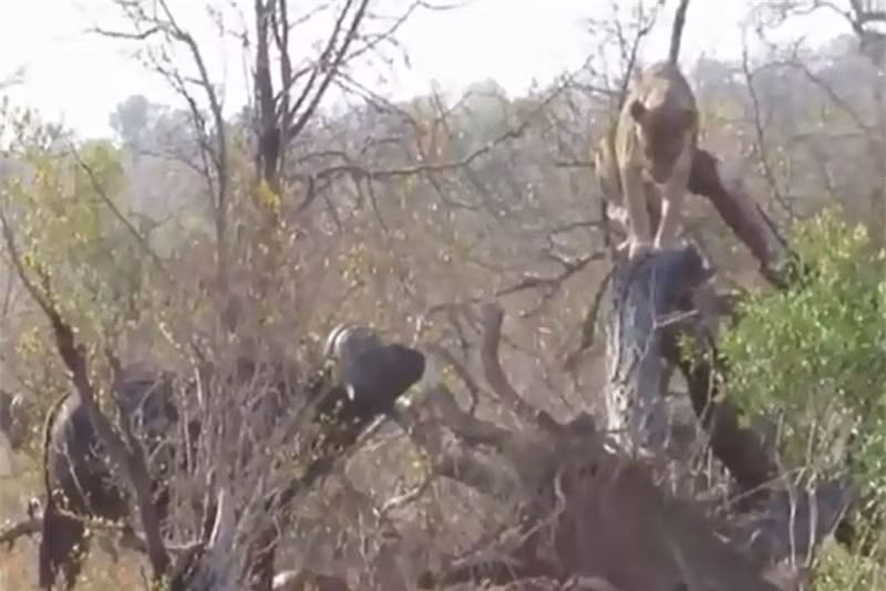 Clip: Sư tử suýt chết trước “cơn thịnh nộ” của bầy trâu ảnh 1