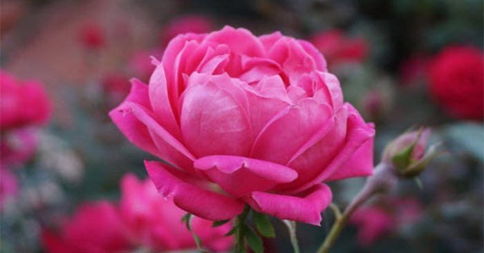 Người sinh vào ngày mùng 7 Âm lịch làm công ăn lương thường sẽ nắm giữ chức vụ cao, làm ăn kinh doanh thường cũng sẽ trở thành ông/bà chủ lớn, tạo công ăn việc làm cho nhiều người. Họ kiếm ra tiền, lại biết quản lý tài chính nên cuối đời sẽ có của ăn của để, không phải lo lắng đến chuyện cơm ăn, áo mặc. 