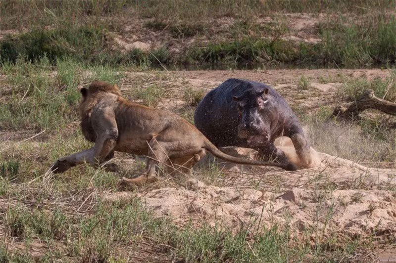 Hai con sư tử “truy cùng diệt tận” chú hà mã ảnh 3