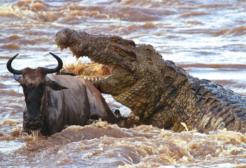 Clip: Bầy cá sấu “tàn sát” linh dương đầu bò ảnh 1 Clip: Bầy cá sấu “tàn sát” linh dương đầu bò ảnh 1
