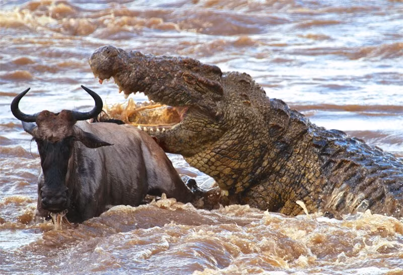 Clip: Bầy cá sấu “tàn sát” linh dương đầu bò ảnh 1