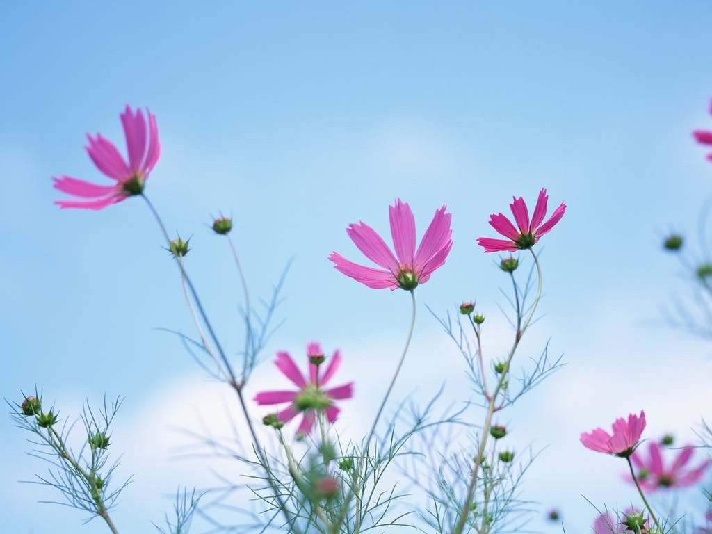 Trong công việc, họ có sự liều lĩnh, can đảm. Họ dám làm những điều người khác không dám làm. Ngoài ra, tâm lý của họ rất tốt. Họ không vì thành công mà trở nên kiêu căng, tự phụ.