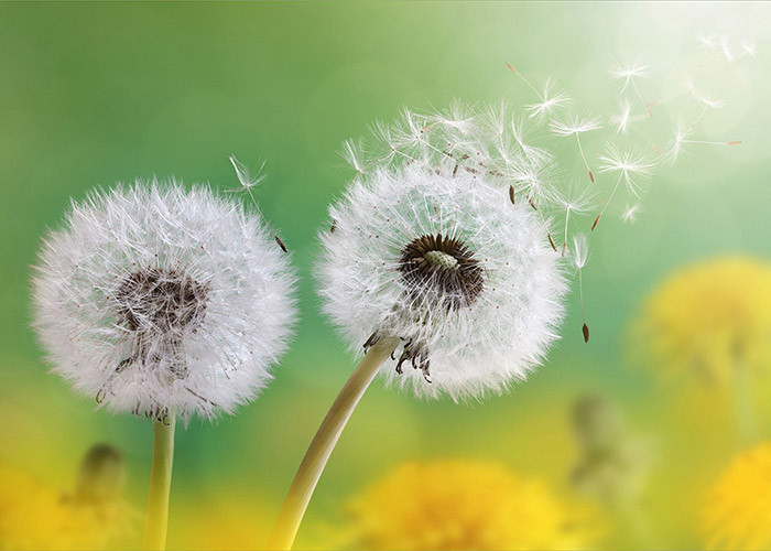 Người sinh vào tháng Âm lịch này tính cách ôn hòa, không thích cạnh tranh, không sân si, ghen tỵ với ai cả. Đó cũng là lý do họ được nhiều người quý mến, có quý nhân đưa đường chỉ lối. 