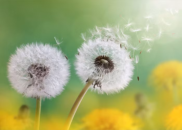 Người sinh vào tháng Âm lịch này tính cách ôn hòa, không thích cạnh tranh, không sân si, ghen tỵ với ai cả. Đó cũng là lý do họ được nhiều người quý mến, có quý nhân đưa đường chỉ lối. 