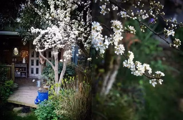 Ngoi nha nho binh yen trong thanh pho lon khien nhieu nguoi tram tro-Hinh-6