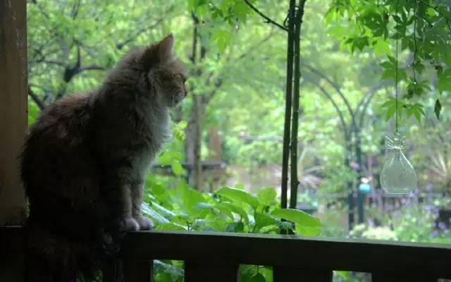 Ngoi nha nho binh yen trong thanh pho lon khien nhieu nguoi tram tro-Hinh-9