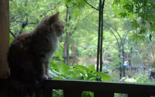 Ngoi nha nho binh yen trong thanh pho lon khien nhieu nguoi tram tro-Hinh-9