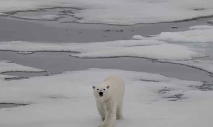 Bắc Cực không còn băng vào mùa hè sẽ ra sao? Bac Cuc khong con bang vao mua he se ra sao?