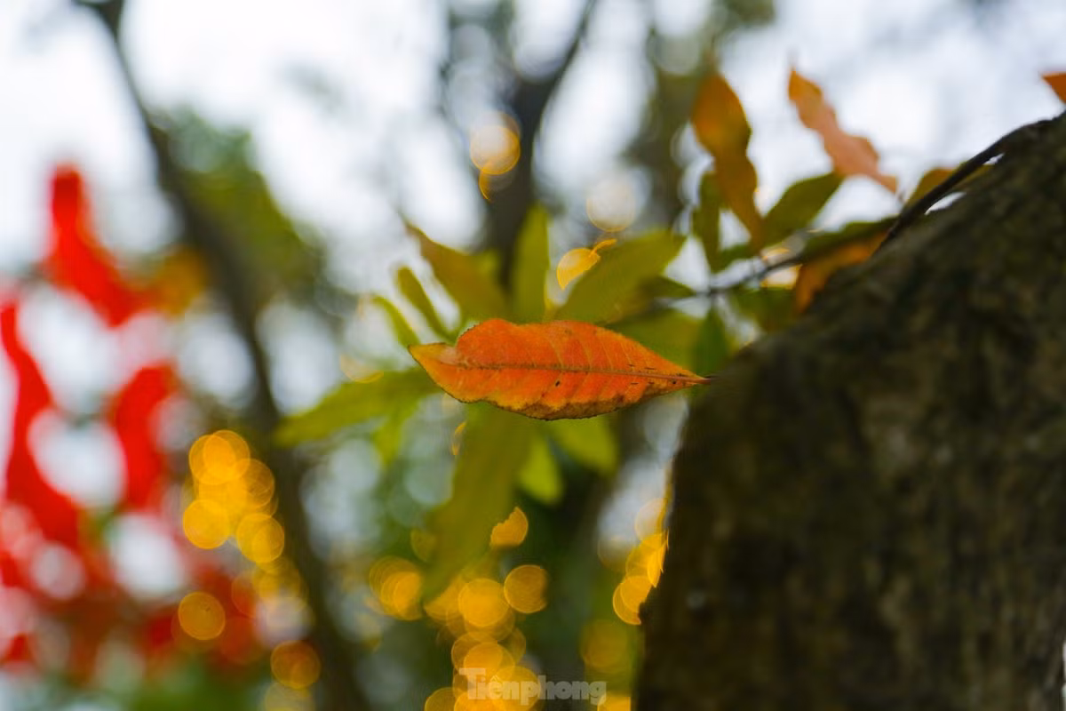 Đi đường những ngày này dễ dàng nhận ra sự chuyển mùa của Hà Nội qua từng chiếc lá, ngọn cây hay những góc phố nhỏ thân quen.