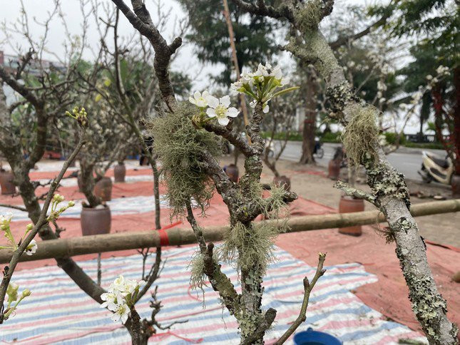 Chị Hương cũng chia sẻ: “Đa số những cành hoa lê rừng được bày bán đều cao từ một mét trở lên, với những búp hoa đang nở rộ, mức giá dao động từ 700.000 đồng đến 4-5 triệu đồng. Còn những cành lớn, với vẻ đẹp hoang sơ, phủ đầy rêu mốc, có cả hoa, lá và quả, có thể đạt giá cao hơn chục triệu đồng. Ngoài ra, đối với những cành nhỏ hơn, dài gần một mét, có giá từ 50.000 - 300.000 đồng, phù hợp để cắm trong những không gian hẹp.”