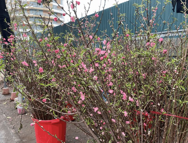 Tuy nhiên, thời điểm này hoa đào đã nở rộ nên hầu hết người dân ít lựa chọn.