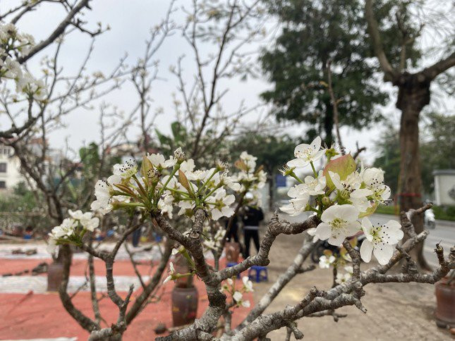 Tuy nhiên, năm nay hoa lê có xu hướng nở sớm hơn năm ngoái, chị Hương - tiểu thương bán cành lê rừng - cho biết: “Năm nay hoa lê nở sớm hơn năm ngoái do không phải là năm nhuận”.