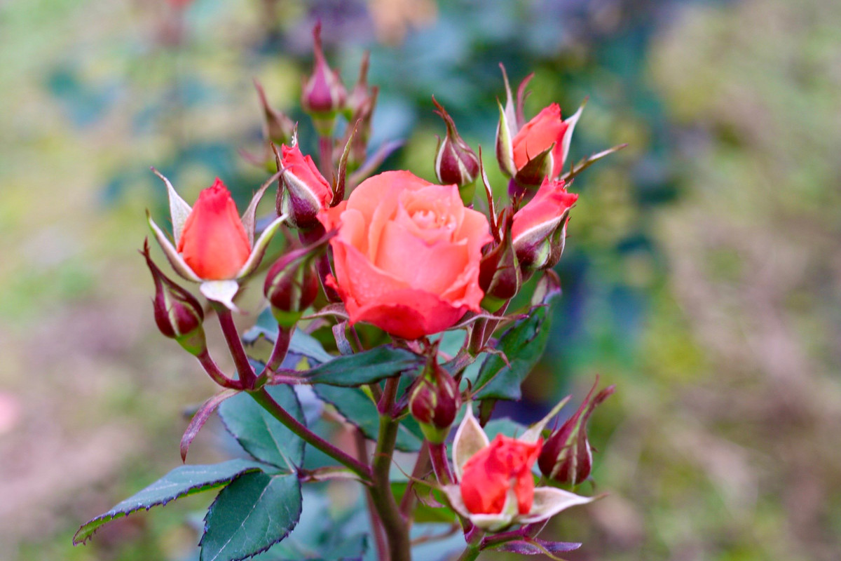 Hoa hồng tại làng hoa Mê Linh được trồng với đa dạng chủng loại để có thể đáp ứng cho nhu cầu chơi hoa ngày càng phong phú của người dân.