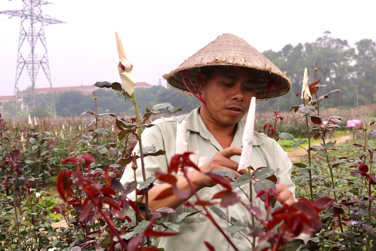 Để cho búp hoa không bị gãy, hỏng, người dân thường dùng giấy để bọc các nụ hoa lại. Anh Phương cho biết: "Khi những nụ hoa to hơn đầu ngón tay trỏ một chút thì mình bắt đầu chụp nụ lại để bảo vệ hoa. Sau khi chụp giấy lên thì tầm khoảng 10-15 ngày là có thể thu hoạch".