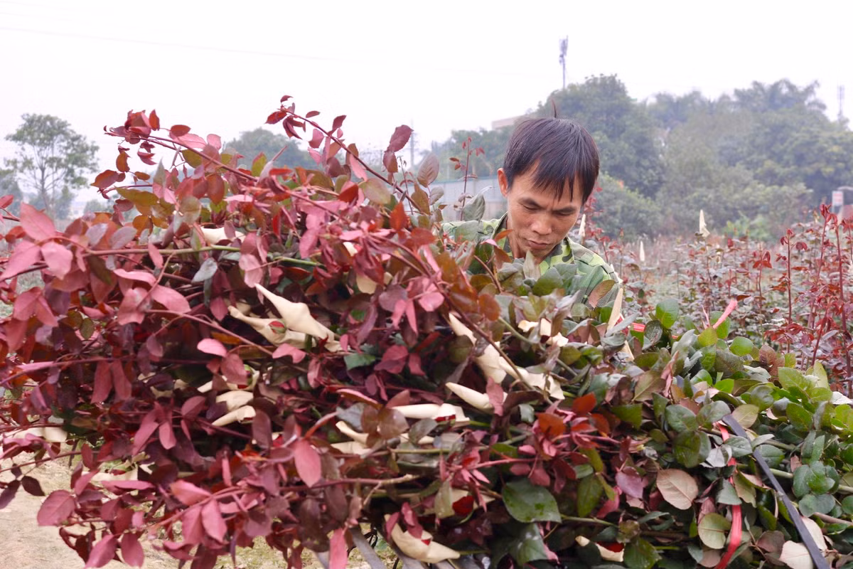 Hoa sau khi thu hoạch sẽ được đưa đến chợ đầu mối hoặc vận chuyển đến các tỉnh lân cận để tiêu thụ.