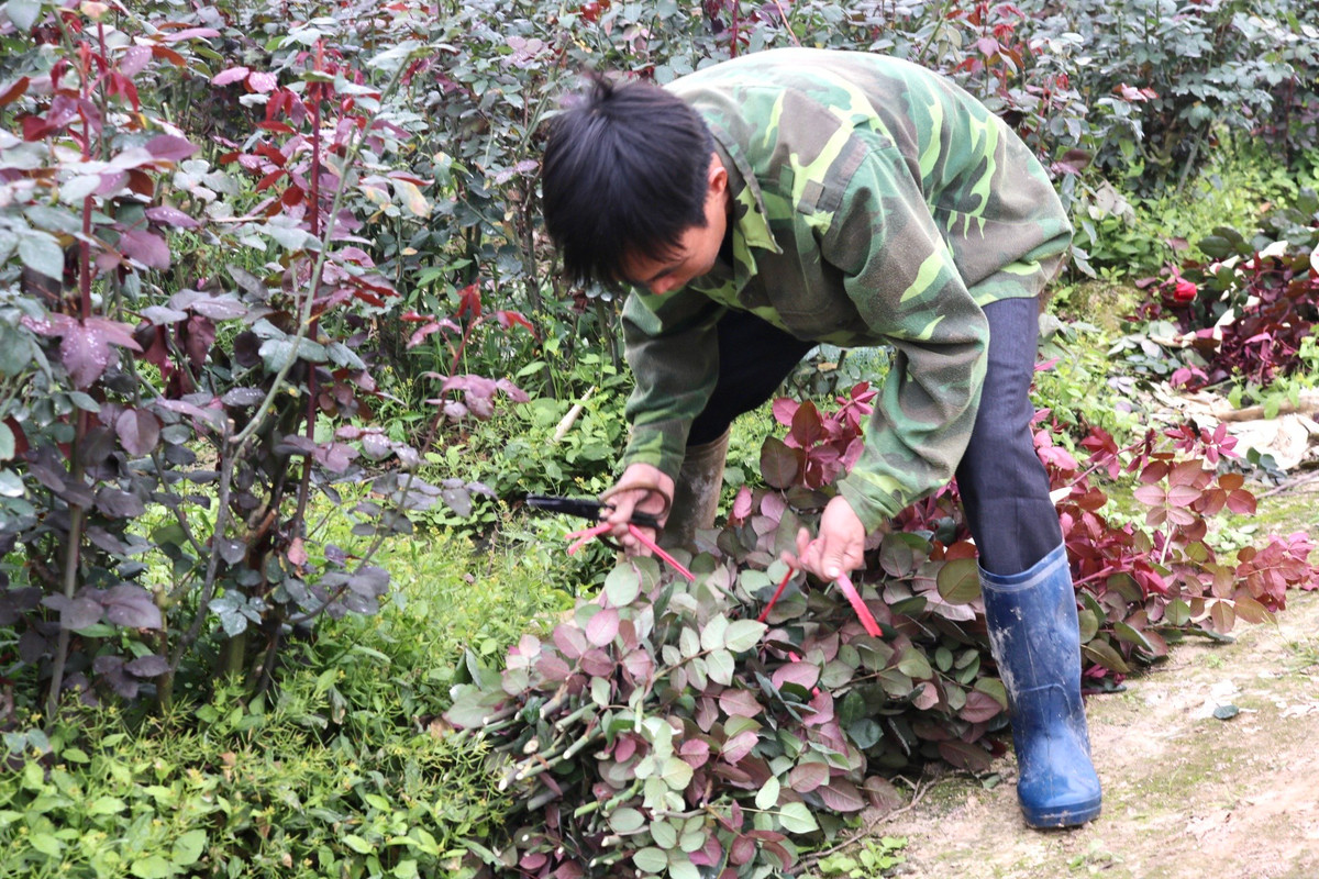 Anh Đinh Quốc Cường (người trồng hoa tại Mê Linh) cho biết: "Năm nay thời tiết khá thuận lợi cho cây phát triển tuy nhiên đợt Tết vừa rồi cây cho ra nhiều hoa và xong đợt đó thì hoa 'mất lực' nảy nụ ít thành ra dịp 8/3 này không có nhiều để thu hoạch. Mỗi lần thu hoạch chỉ được 1-2 bó, so với tầm giờ năm trước thì sản lượng đợt này chỉ bằng một nửa".