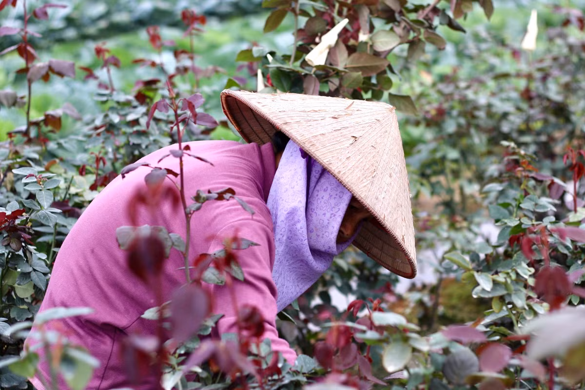 Vừa kết thúc vụ Tết, hoa hồng đã kịp cho ra những lứa mới để phục vụ thị trường chơi hoa ngày 8/3. Thế nhưng theo người dân, hoa đợt này ít nảy nên sản lượng phục vụ cho thị trường dịp Quốc tế phụ nữ 8/3 rất ít.