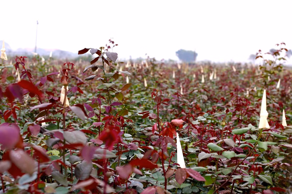 Huyện Mê Linh vốn là một trong những địa phương có diện tích trồng hoa lớn nhất ở Hà Nội. Diện tích canh tác trồng hoa ở đây chiếm khoảng 200 ha, người dân trồng được nhiều loài hoa như hoa cúc, hoa hồng, thược dược, lay ơn...