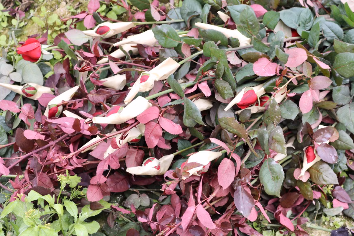 Những bông hồng đến độ thu hoạch sẽ "xé" giấy và chồi ra một phần. Theo người trồng hoa cho biết những bông hoa này đem về cắm nước thì khoảng 2-3 ngày là sẽ nở đẹp.