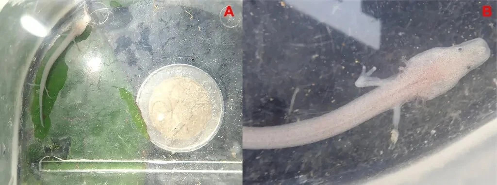 Kham pha moi ve 'rong con' hang sau gay kinh ngac gioi khoa hoc-Hinh-3