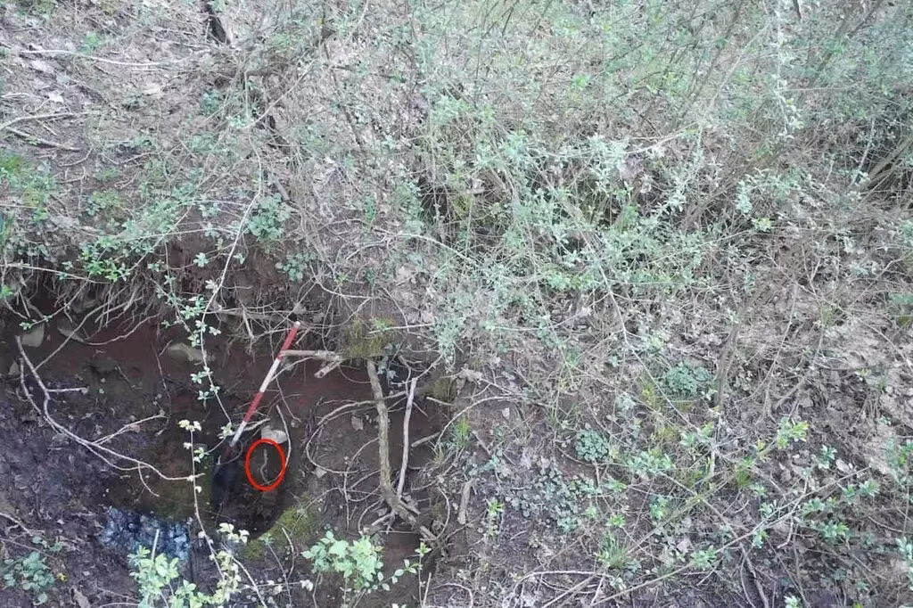 Kham pha moi ve 'rong con' hang sau gay kinh ngac gioi khoa hoc-Hinh-2