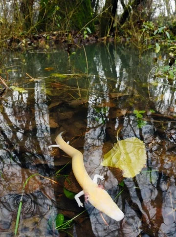 Kham pha moi ve 'rong con' hang sau gay kinh ngac gioi khoa hoc