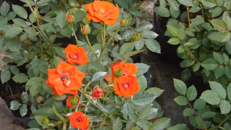 3 con giap suc khoe deo dai, cuoi thang 4 thang hoa su nghiep-Hinh-3