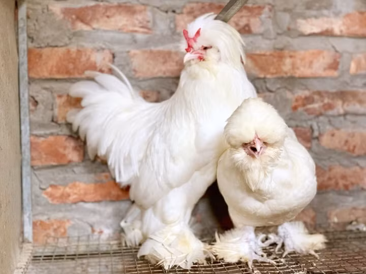 Mot mua ga kieng doc di lam qua bieu Tet-Hinh-6