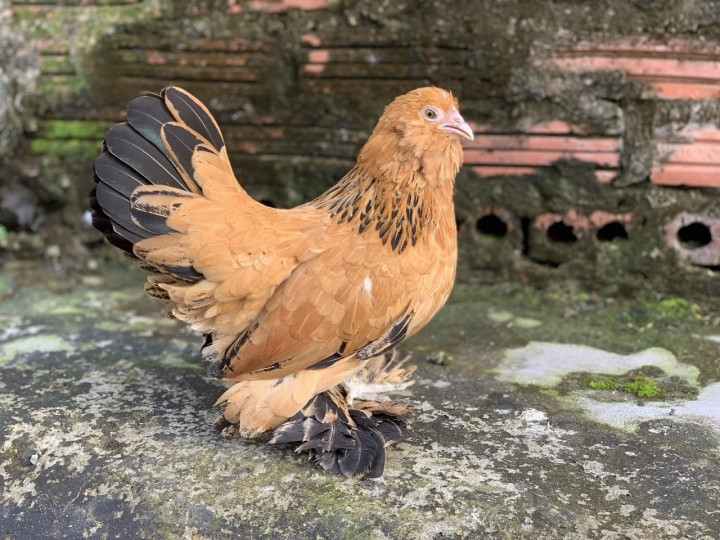 Mot mua ga kieng doc di lam qua bieu Tet-Hinh-10