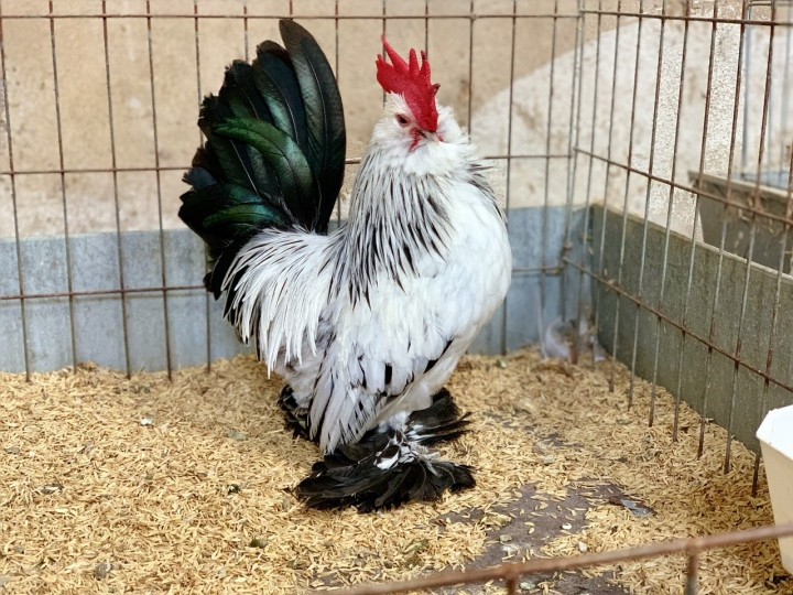 Mot mua ga kieng doc di lam qua bieu Tet-Hinh-11