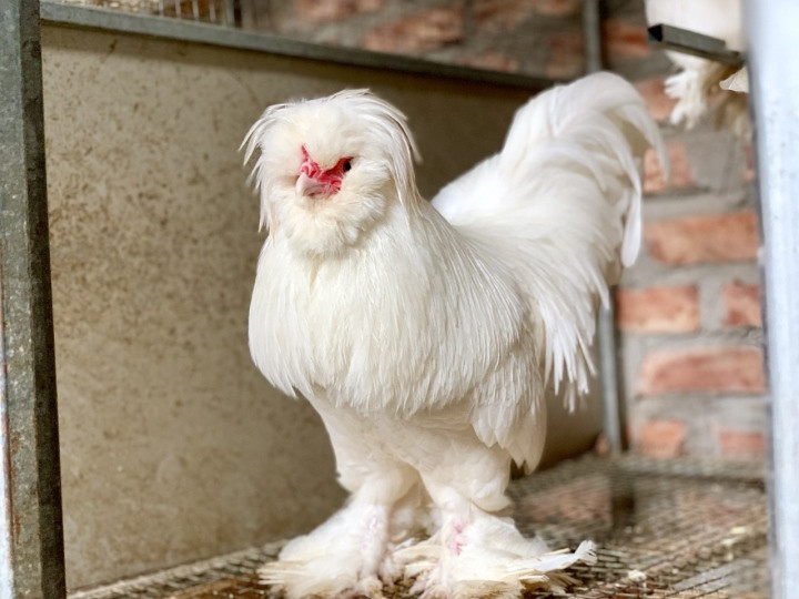 Mot mua ga kieng doc di lam qua bieu Tet-Hinh-7