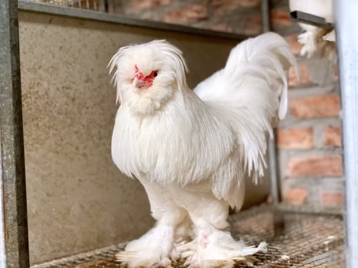 Mot mua ga kieng doc di lam qua bieu Tet-Hinh-7