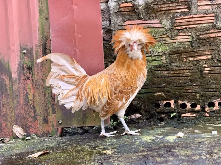 Mot mua ga kieng doc di lam qua bieu Tet-Hinh-2