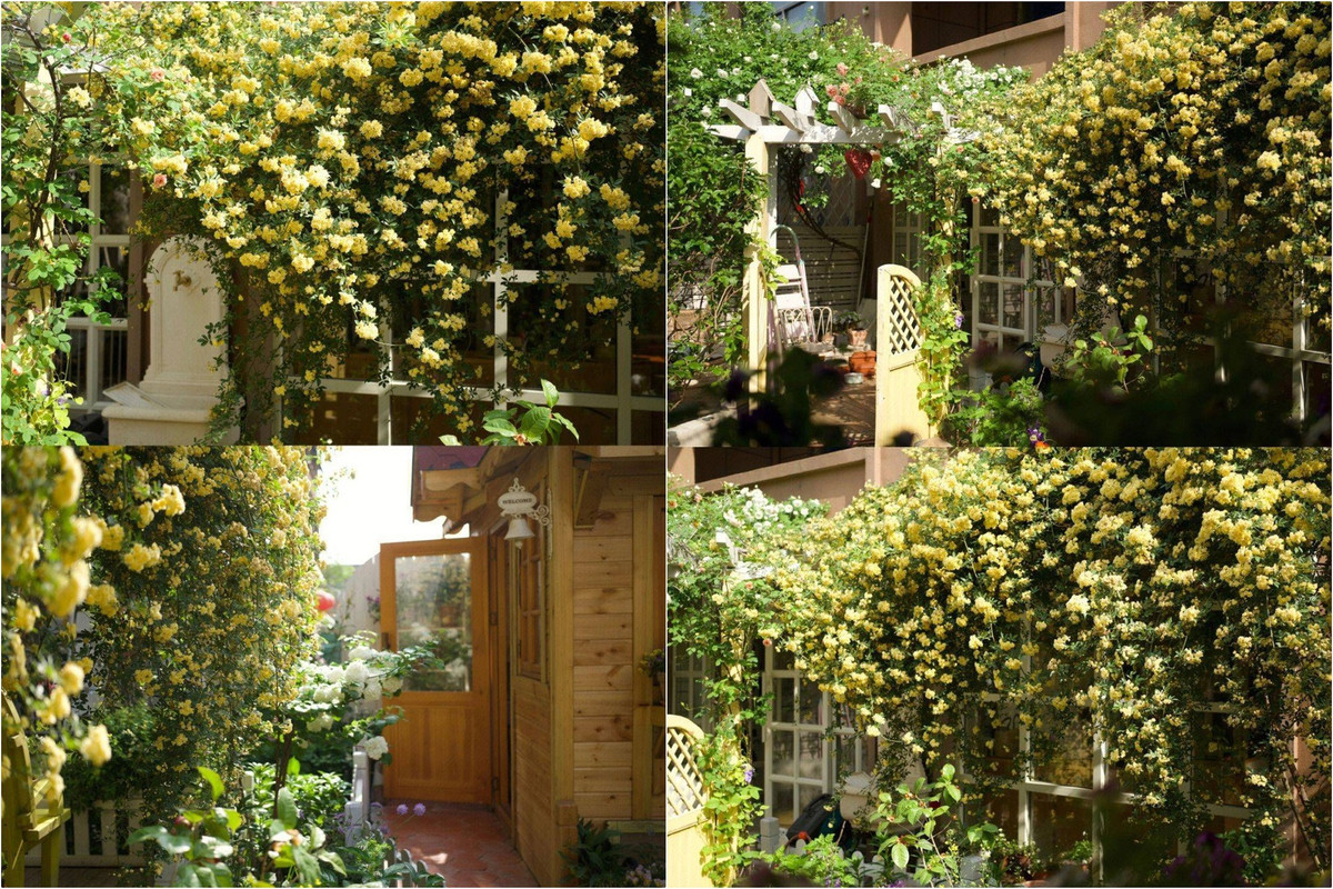 Man nhan truoc khu vuon 4 mua hoa no-Hinh-3