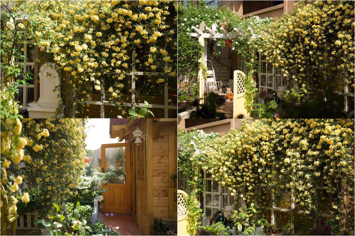 Man nhan truoc khu vuon 4 mua hoa no-Hinh-3