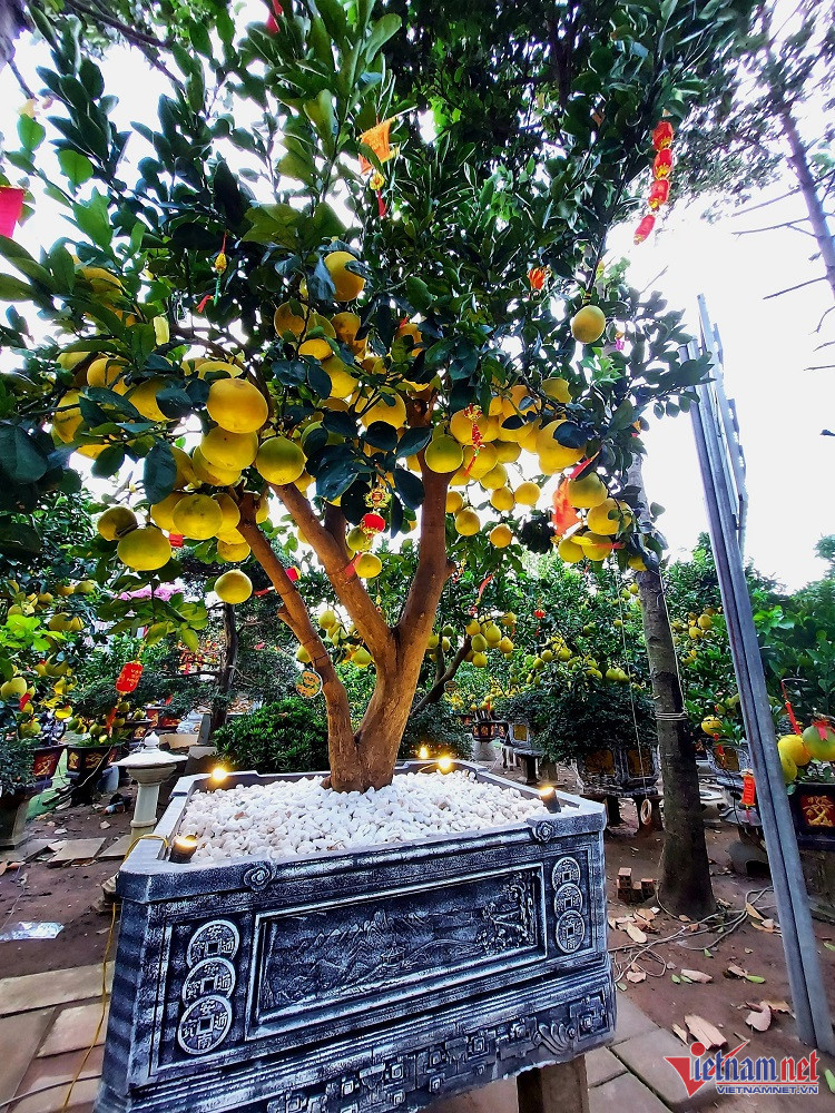 Buoi Dien sai triu qua, gia 75 trieu/cay chao Tet Nguyen dan-Hinh-3