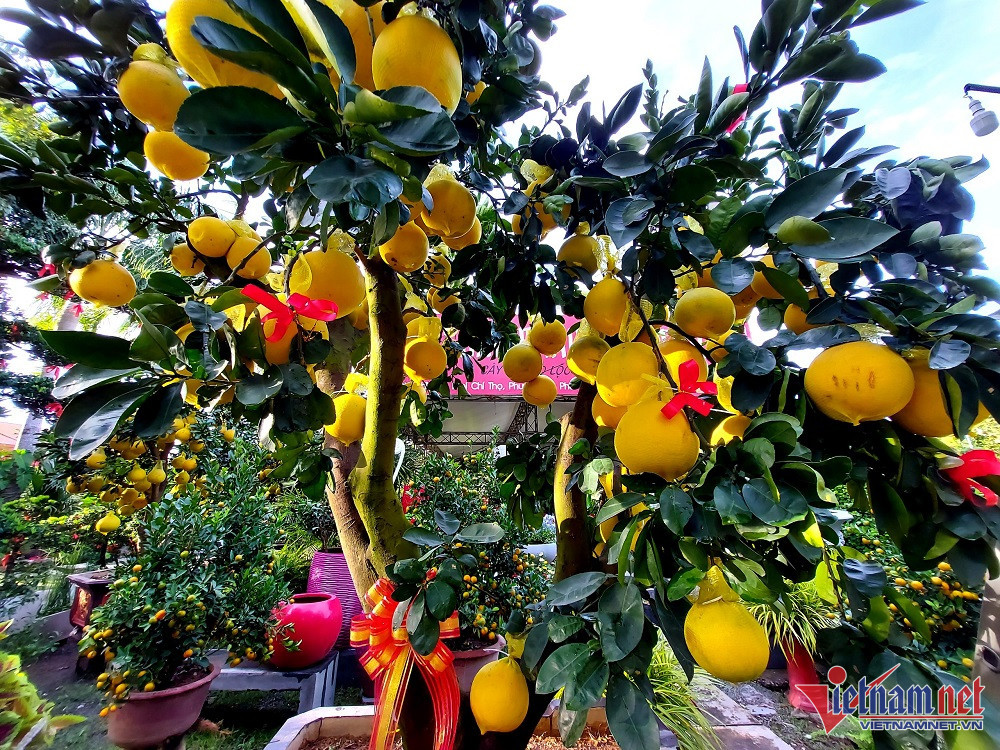 Buoi Dien sai triu qua, gia 75 trieu/cay chao Tet Nguyen dan-Hinh-2