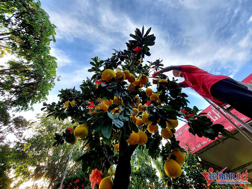 Buoi Dien sai triu qua, gia 75 trieu/cay chao Tet Nguyen dan-Hinh-4