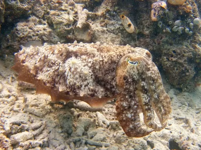 10 cach kho tin ma dong vat ap dung de song sot-Hinh-5