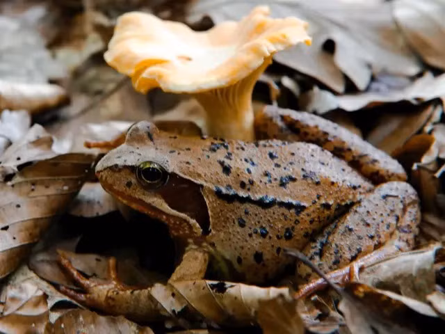 10 cach kho tin ma dong vat ap dung de song sot