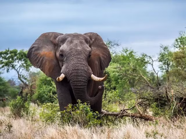 10 cach kho tin ma dong vat ap dung de song sot-Hinh-9